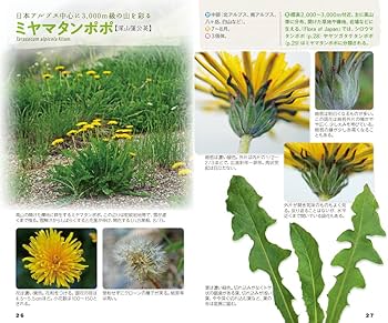 ＊タンポポ＊ページ 71hf5YO8KIL._AC_UF350,