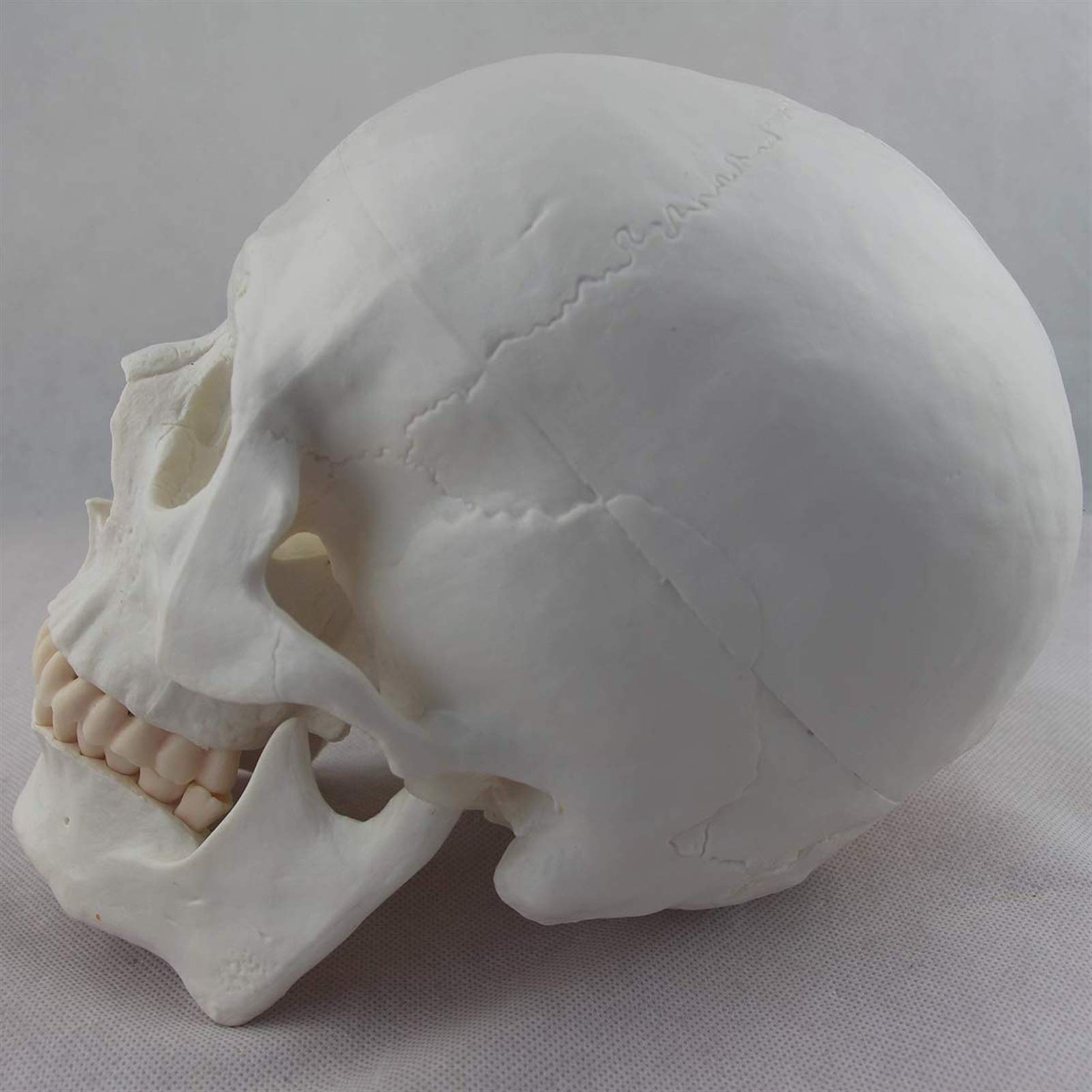 1:1 Model ludzkiej czaszki w rozmiarze rzeczywistym Anatomia Czaszka Głowa Ciało Model naukowy Matowy materiał PVC Medyczny Dekoracja Statua Narzędzia dydaktyczne