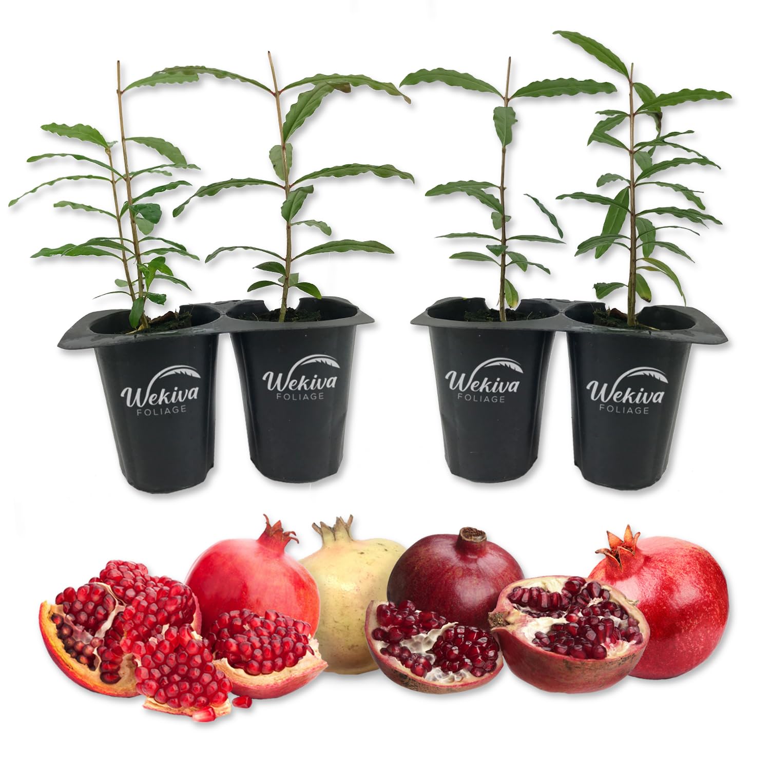 Pomegranate Variety Pack - 4 Live Starter Plants - Grower's Choice - Edible Fruit Bearing Tree for The Patio and Garden
