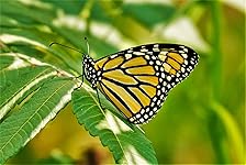 Review Image by MDW MDW