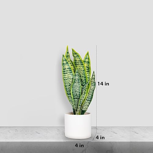 Miniatura 2 de Planta de serpiente artificial, planta de serpiente sintética de aspecto realista en maceta de cerámica con grava de arenisca, plantas artificiales