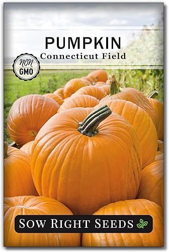 Sow Right Seeds - Semillas de calabaza de campo de Connecticut para plantar - Paquete de reliquia sin OMG con instrucciones para plantar un huerto