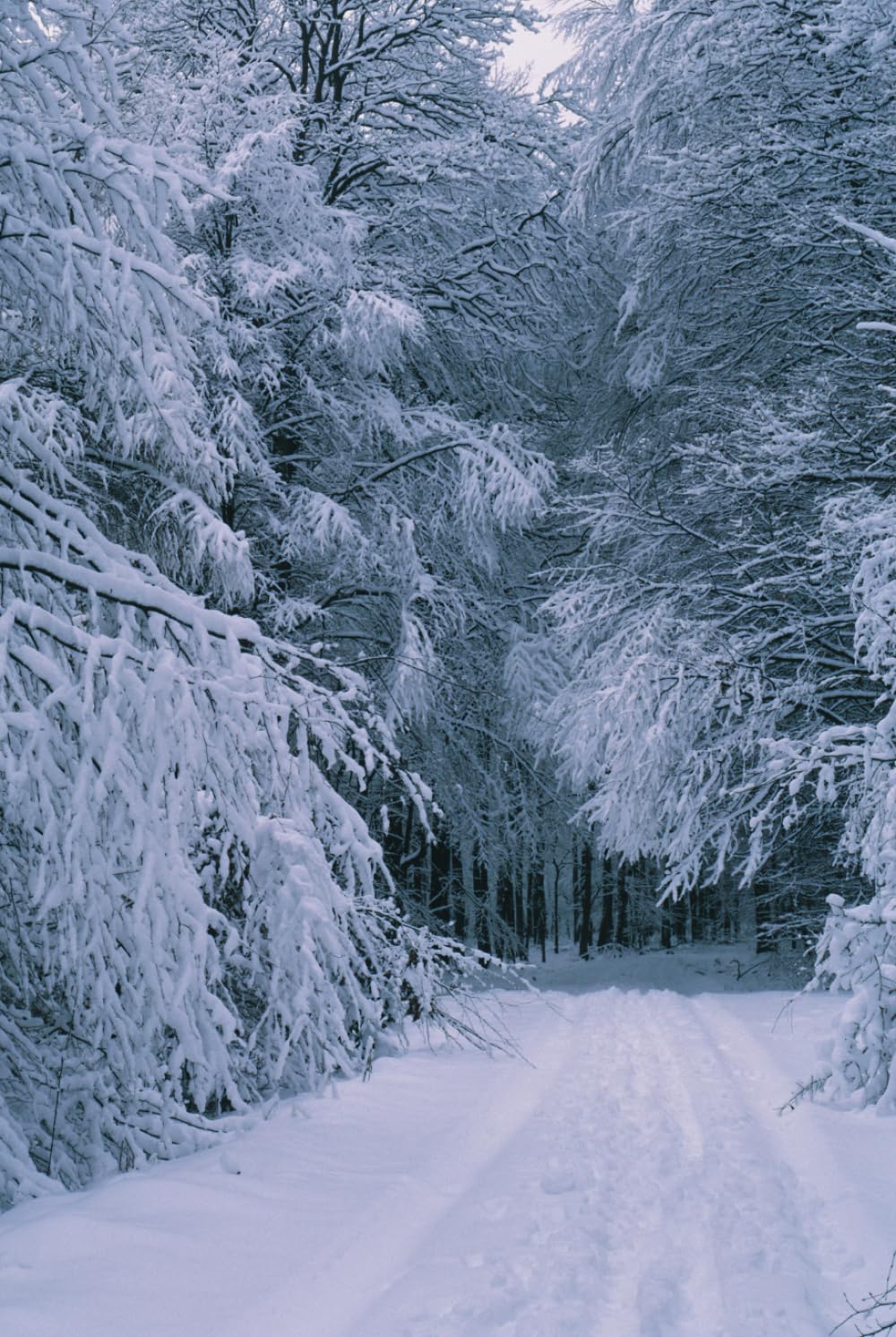 The Enchanted Quill, Sara's Poetic Journey