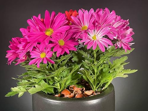 Miniatura 2 de Producto de enmienda de mantillo de concha de avellana - 1.5 pies cúbicos (conchas de avellana)