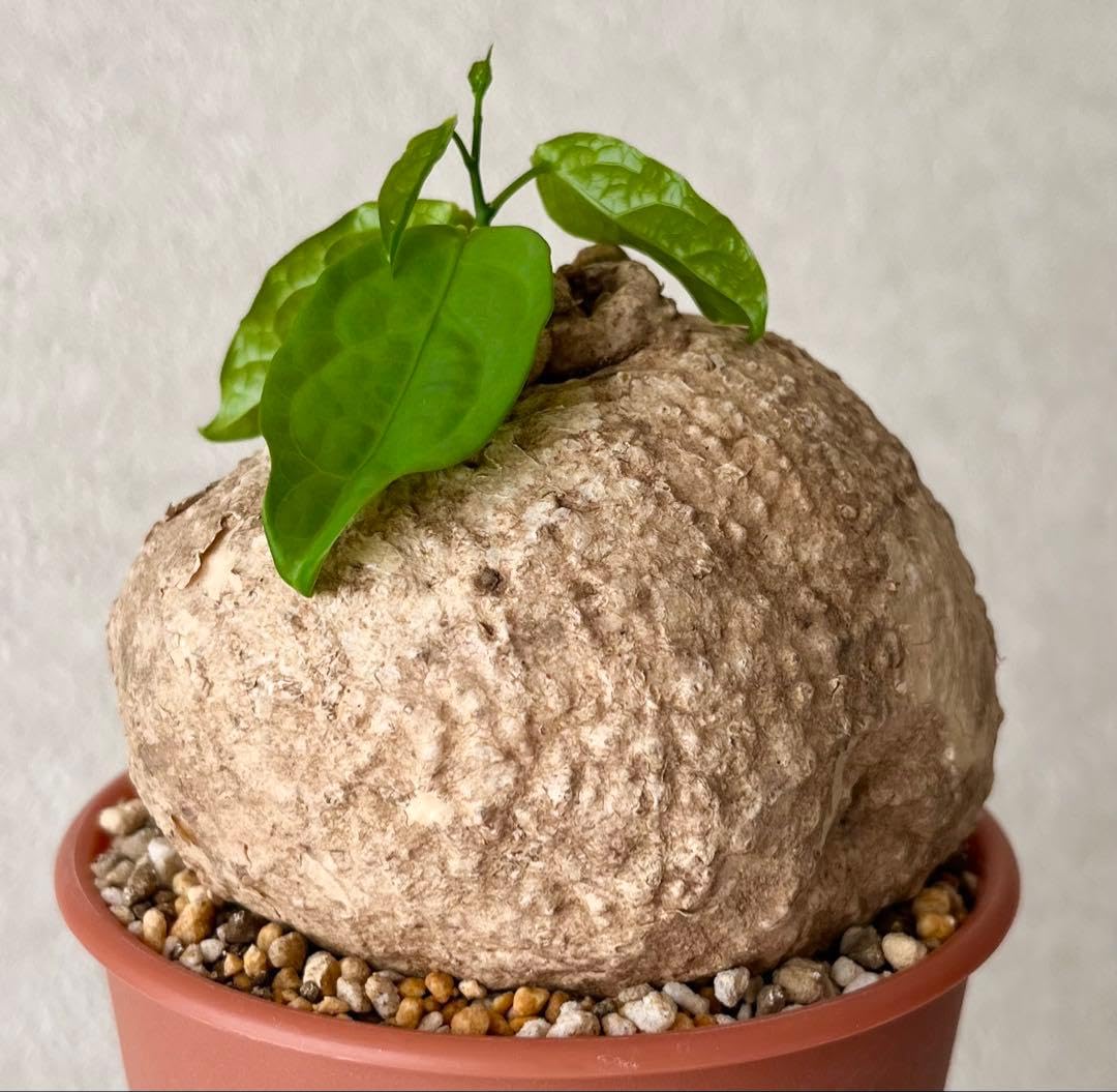 【激レア/塊根植物】アデニア ペナンギアナ 鉢植え 大株 Amazon｜大株 塊根植物 アデニア ペナンギアナ 鉢植え｜観葉植物