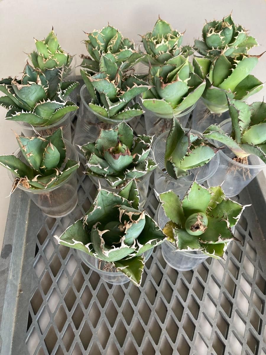 アガベ チタノタ 14株 まとめ ネームド セット 姫厳竜 など 値段交渉無し アガベ チタノタ 14株 ネームド セット 姫厳竜 など 無し アガベ