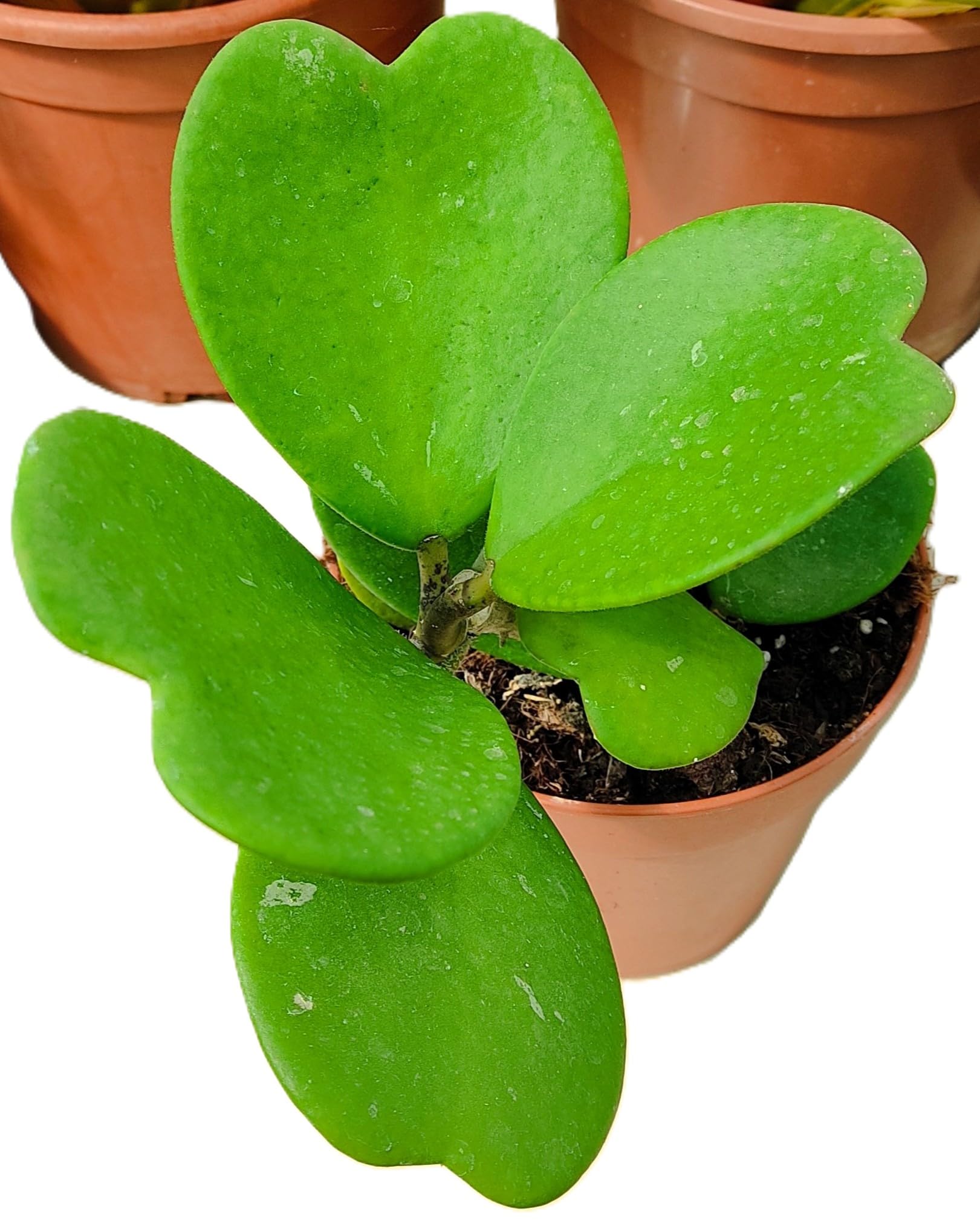 Hoya kerrii [enredadera] (planta corazón enredadera); planta trepadora con hojas carnosas acorazonadas; Curiosarium; diámetro maceta 12 cm, altura 10-15 cm, diámetro 15-20 cm