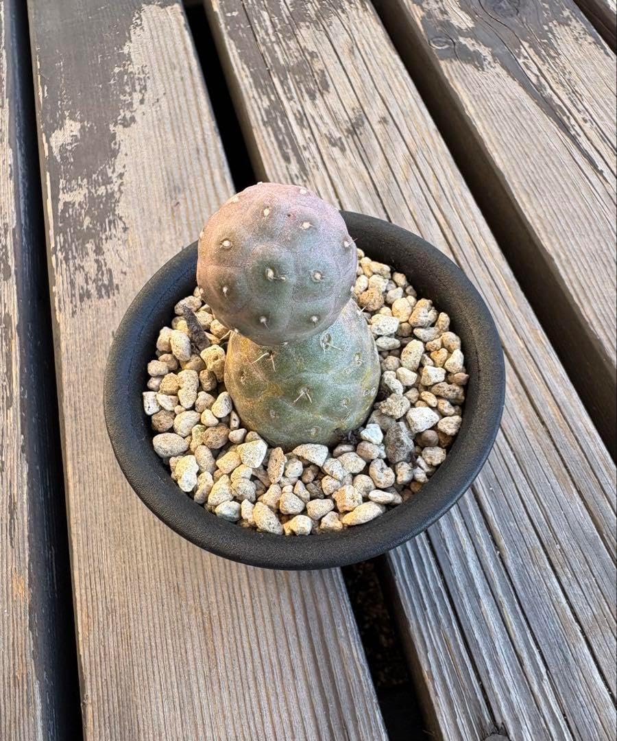 テフロカクタス ゲオメトリクス 美株 テフロカクタス ゲオメトリクス 3