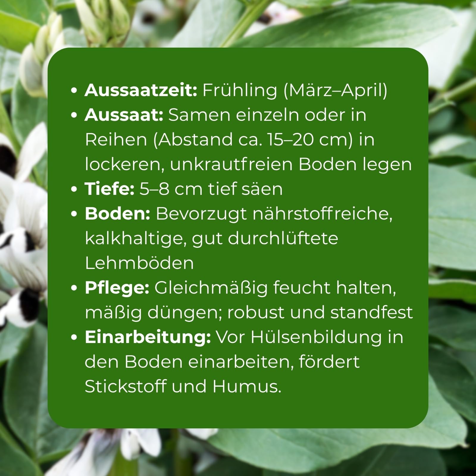 dicke weiße bohnen saatgut Suntat Weiße Bohnen main image 0