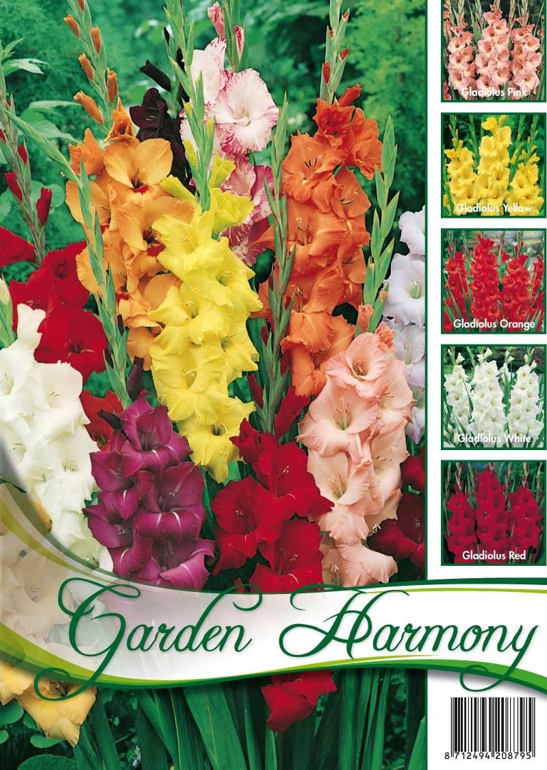 Bulbi Di Gladiolo Mix Colorati - 50 Pezzi, 7 Varietà, Per Giardino E Vasi, Dall'Olanda - Foto 3