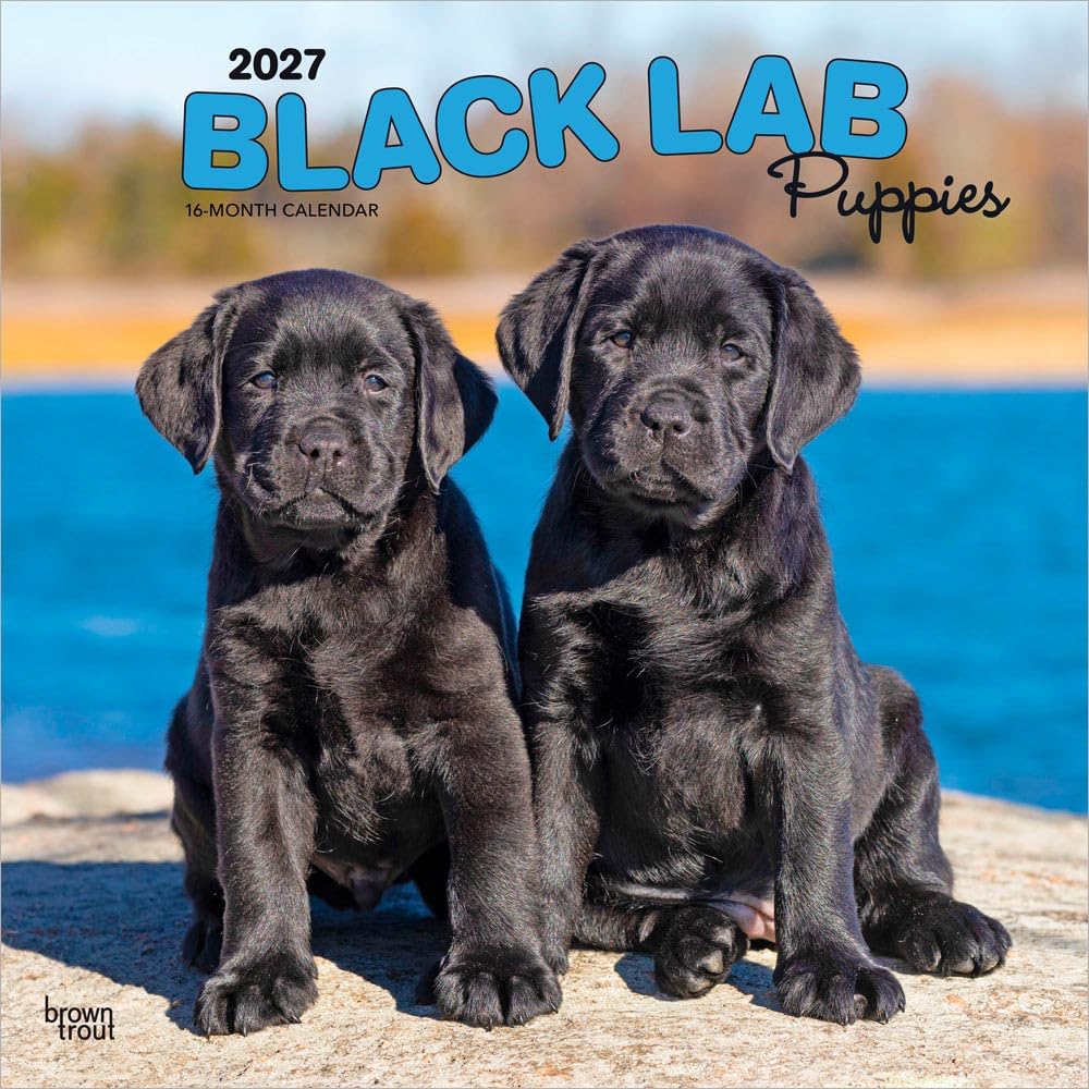 Black Labrador Retriever Puppies 2027 12 X 24 Inch (Hanging) Monthly Square Wall Calendar Plastic-Free: Original BrownTrout-Kalender [Mehrsprachig] [Kalender]