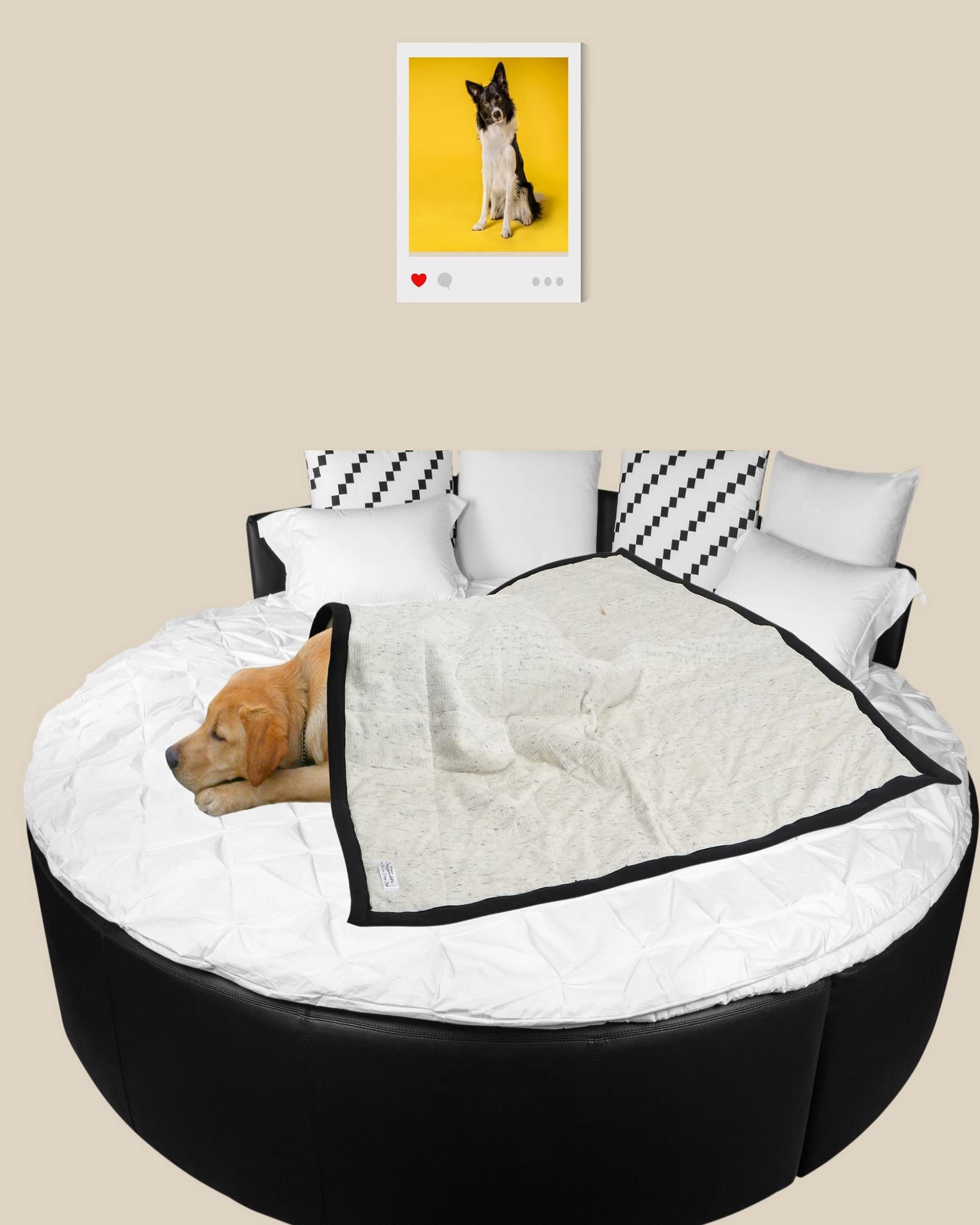 NUEVOS DOGGADIL Solid Belour Pet Blanket | Quilted Mild Winter Soft and Warm Dog Blanket | Three Layered Cotton Dog/Cat Blanket (25x 30 inches)_ Ivory/Black (B0BLHN65NL) Amazon Price History, Amazon Price Tracker