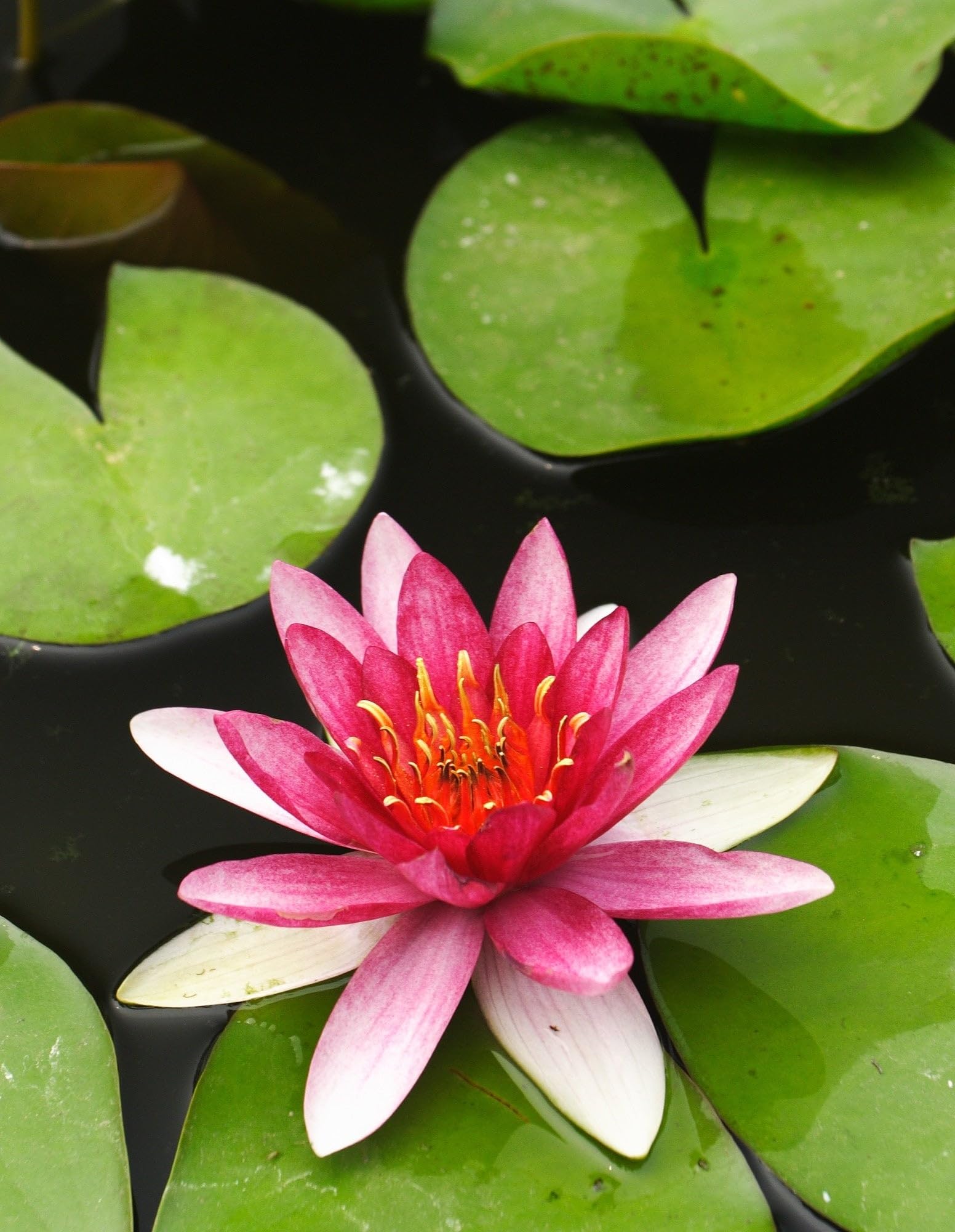 Lincsplants - Nymphaea 'Xue Fei'-Loose Root