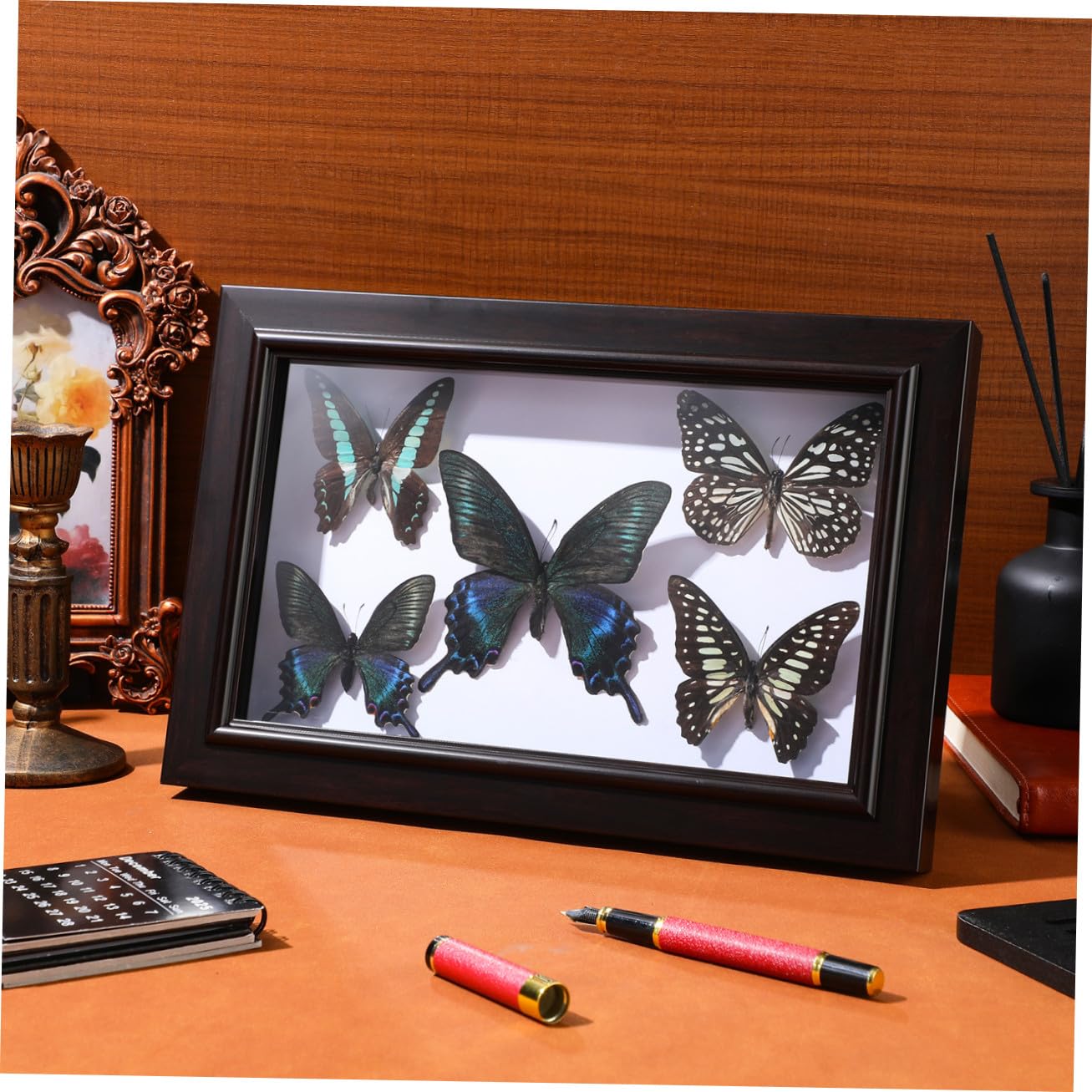 Marco de Espécimen de Mariposa de Madera para Pared