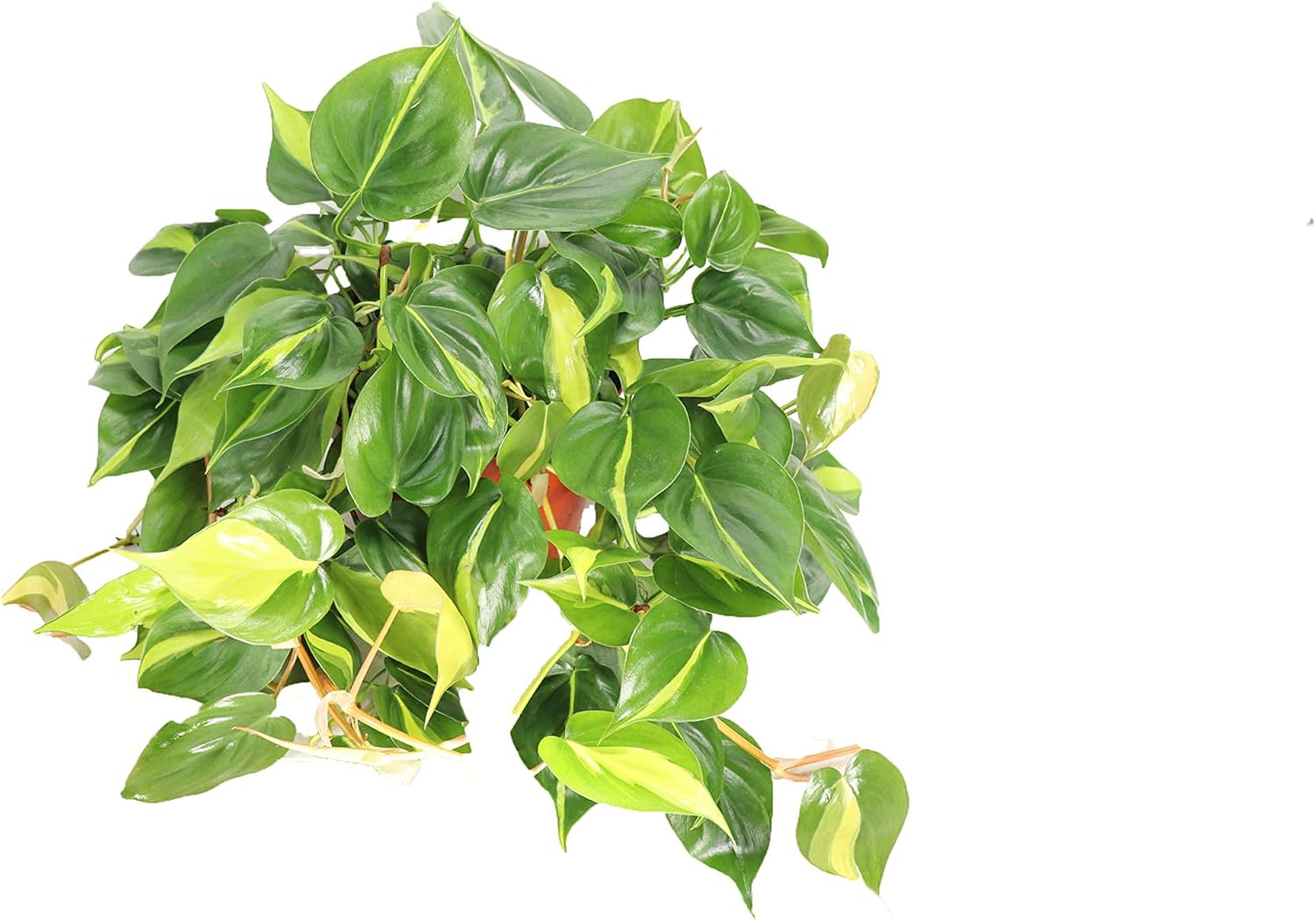 Philodendron Brazil - 8" from California Tropicals