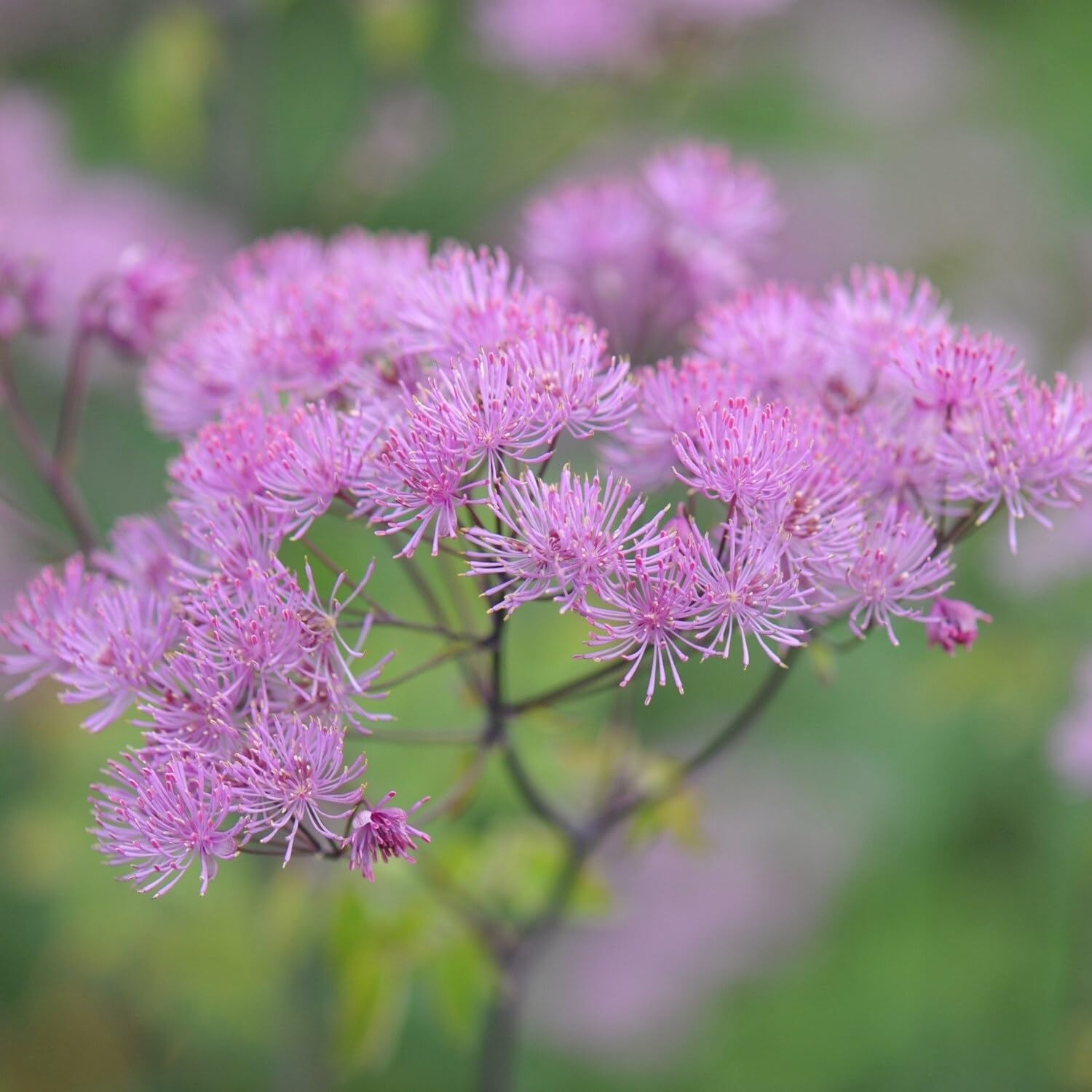 Plant Theory 9cm Pot Thalictrum Black Stockings Meadow Rue Perennial