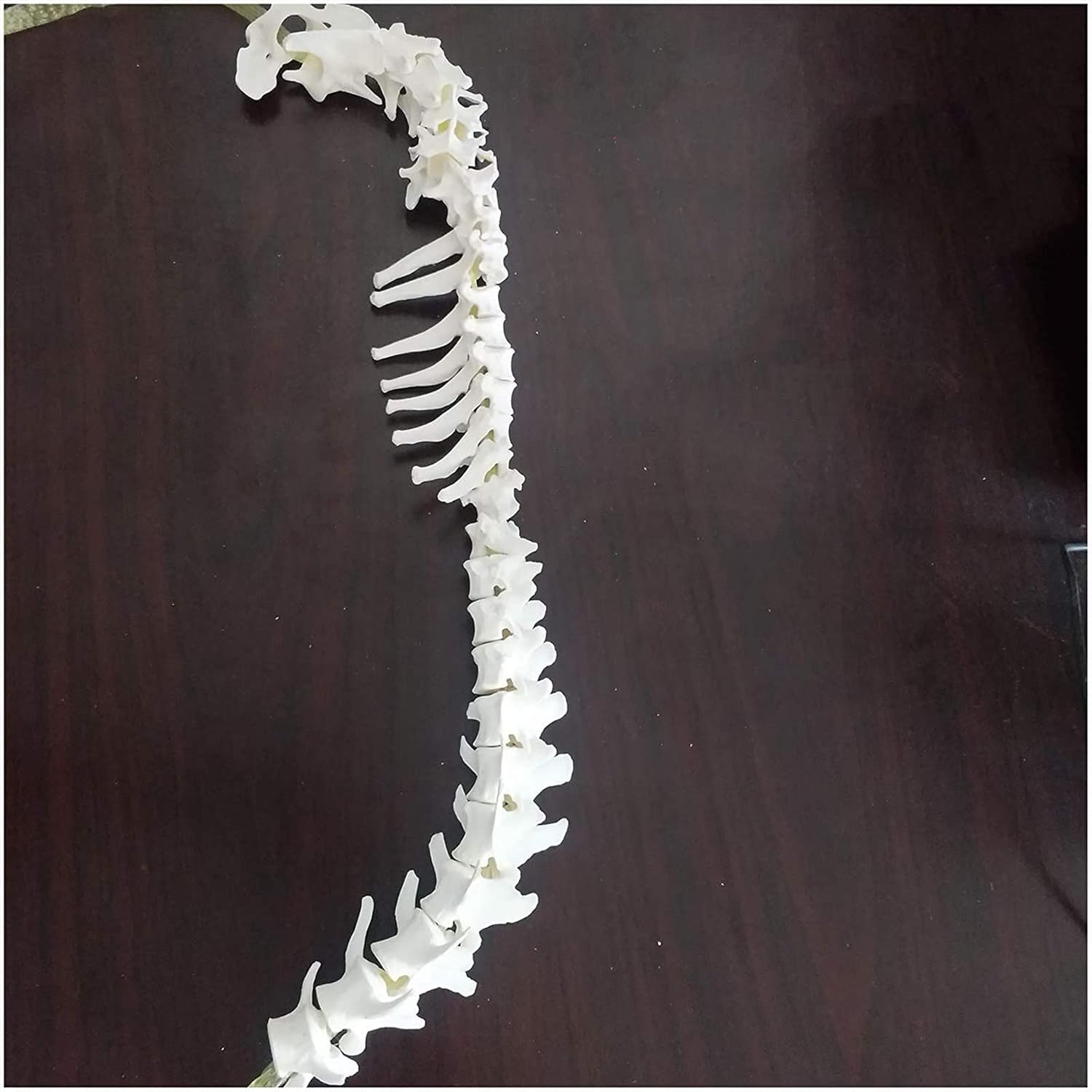 Dog Spine Model - Animal Canine Skeleton Bone Anatomical Educational Model - for Veterinary Study Teaching Landscape Decoration