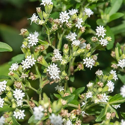 Miniatura 3 de Semillas de Stevia Sweetie Star - Paquete - Semillas de hierbas blancas, semillas polinizadas abiertas atraen abejas, atraen mariposas, atraen