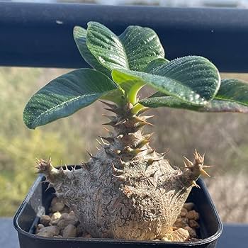 Amazon.co.jp: パキポディウム ウィンゾリー 実生 極太 アームタイプ