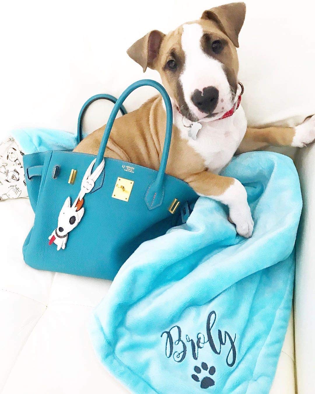 monogrammed dog blanket