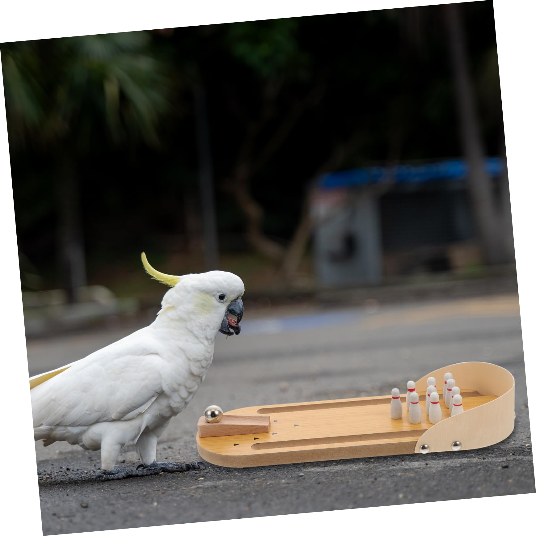 WOONEKY Parrot Bowling aus Naturholz Langlebiges Trainingsspiel für Papageien Interaktives Vogelspielzeug zur Geistigen Verschleißfestes für Wellensittiche und Papageien