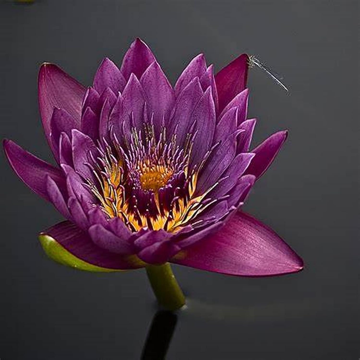 Water Lily Bulk Flower Plant Planted Lovely Perennial Can