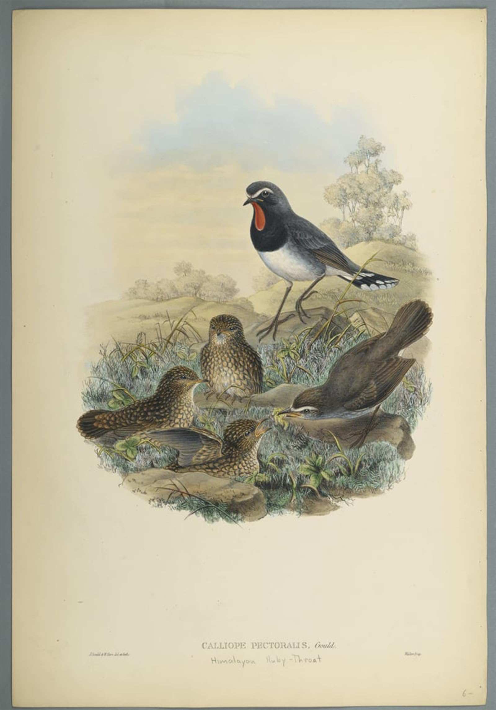 POSTERIIk Famous Print Pop Art Wall Art Graffiti Animal Bird Calliope Pectoralis by John Gould Art Prints for Home Decor 60x90cm
