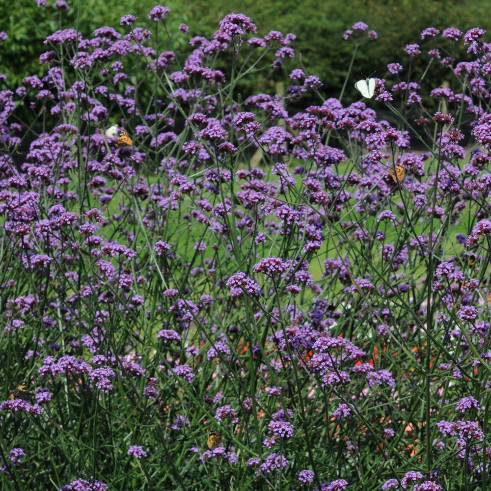 Verbena Buenos Aires Garden Plant Hardy Perennial Flowering Garden Plant Easy to Grow Your Own 6 x Plug Plants by Thompson and Morgan