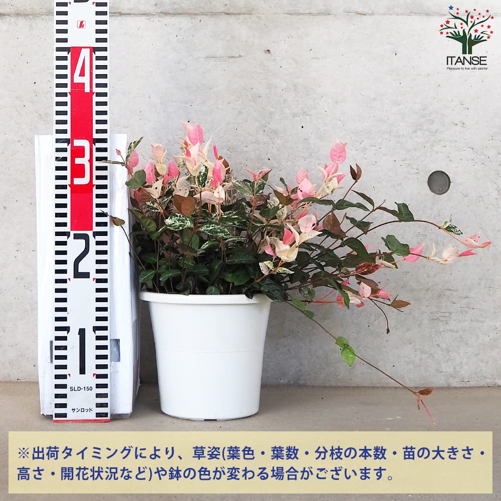 Amazon.co.jp: 初雪カズラ(ハツユキカズラ) 5号鉢 1個売り【品種で