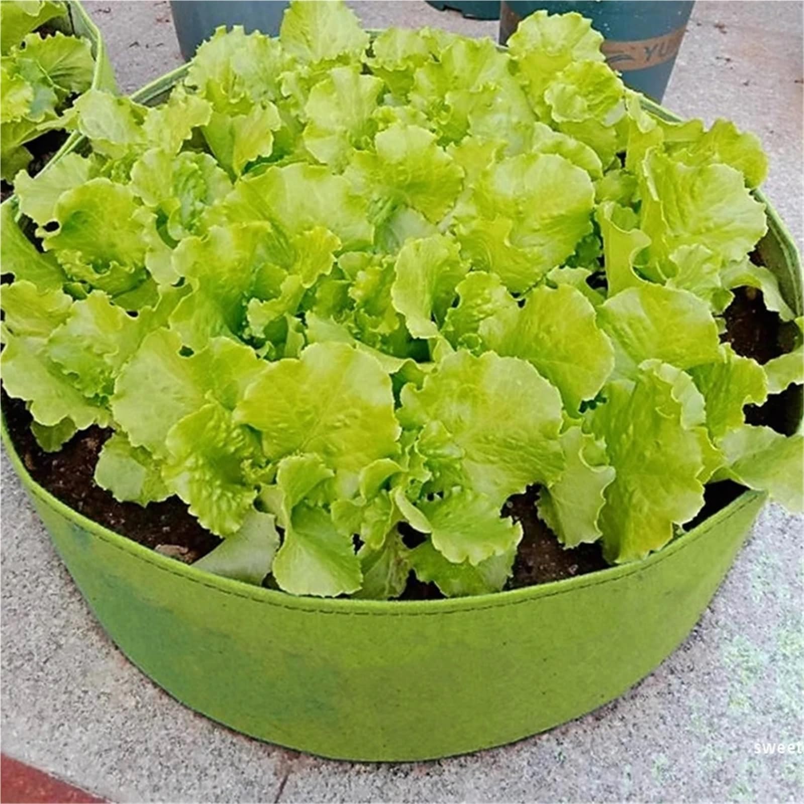 Bolsas de Cultivo Circulares Grandes Fieltro for jardín, macetas for Plantar al Aire Libre, huerto, bancal, vivero(Black,80cmx30cm)