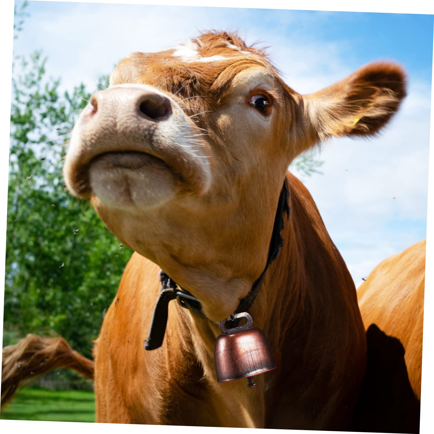 Amazon.co.jp: ABOOFAN 牛用カウベル 馬鈴 家畜用青銅ベル 野外放牧と