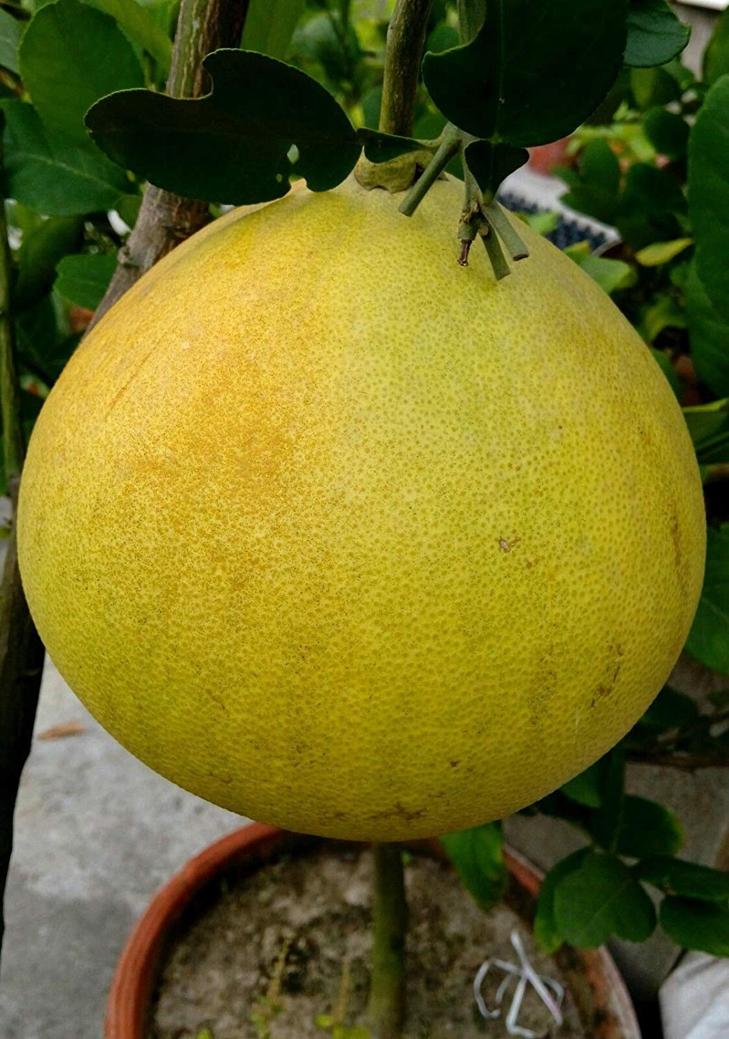 M-Tech Gardens Rare Pomelo Citrus Fruit Exotic Layering Plant