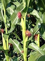 Vista 3 de 50 granos de maíz pop - Zea mays everta (cultivados orgánicamente)