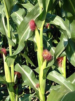 50 Pop Corn - Zea mays everta kernels (نمت عضويًا)
