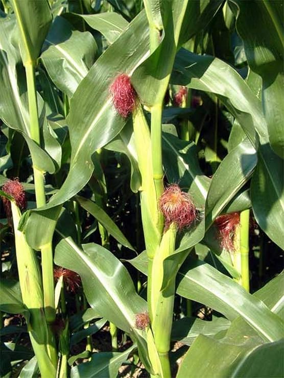50 Pop Corn - Zea mays everta kernels (نمت عضويًا)