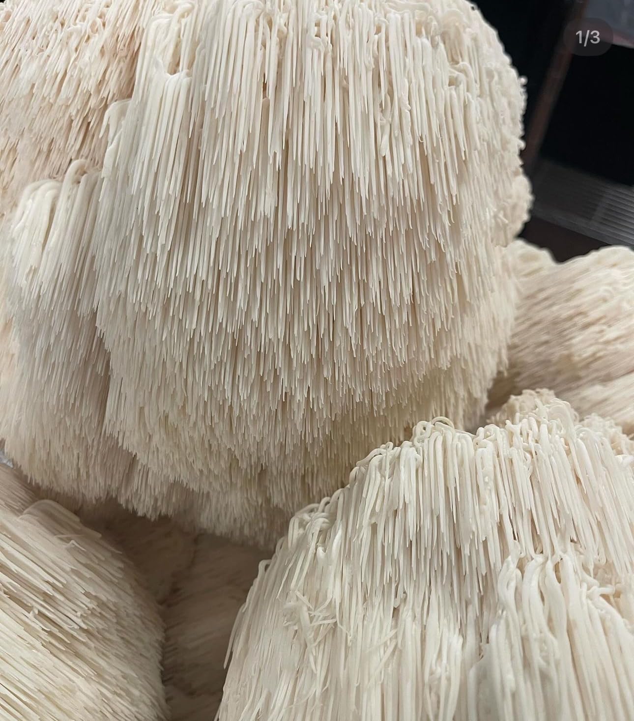 Mushroom Coffee Medium Roast, 100% Colombian Beans with Lion's Mane, Reishi, Cordyceps, Turkey Tail, Chaga, Maitake Extract Powders - 16oz