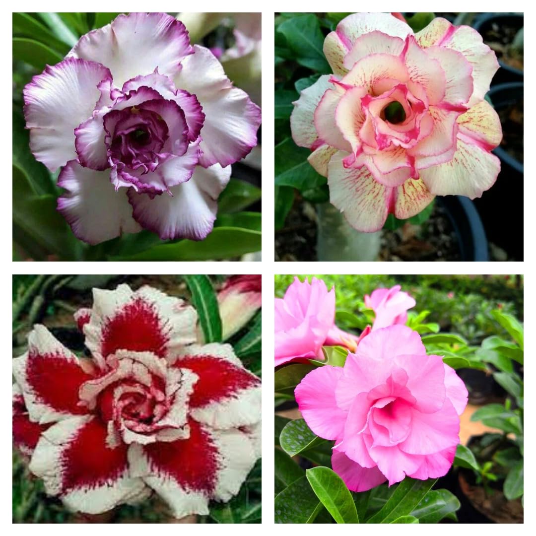 Hybrid Adenium Live Plant Pack Of 4(Combo Pack) Rare Multicolor Rosy Plant (B0D4DF559K) Amazon Price History, Amazon Price Tracker