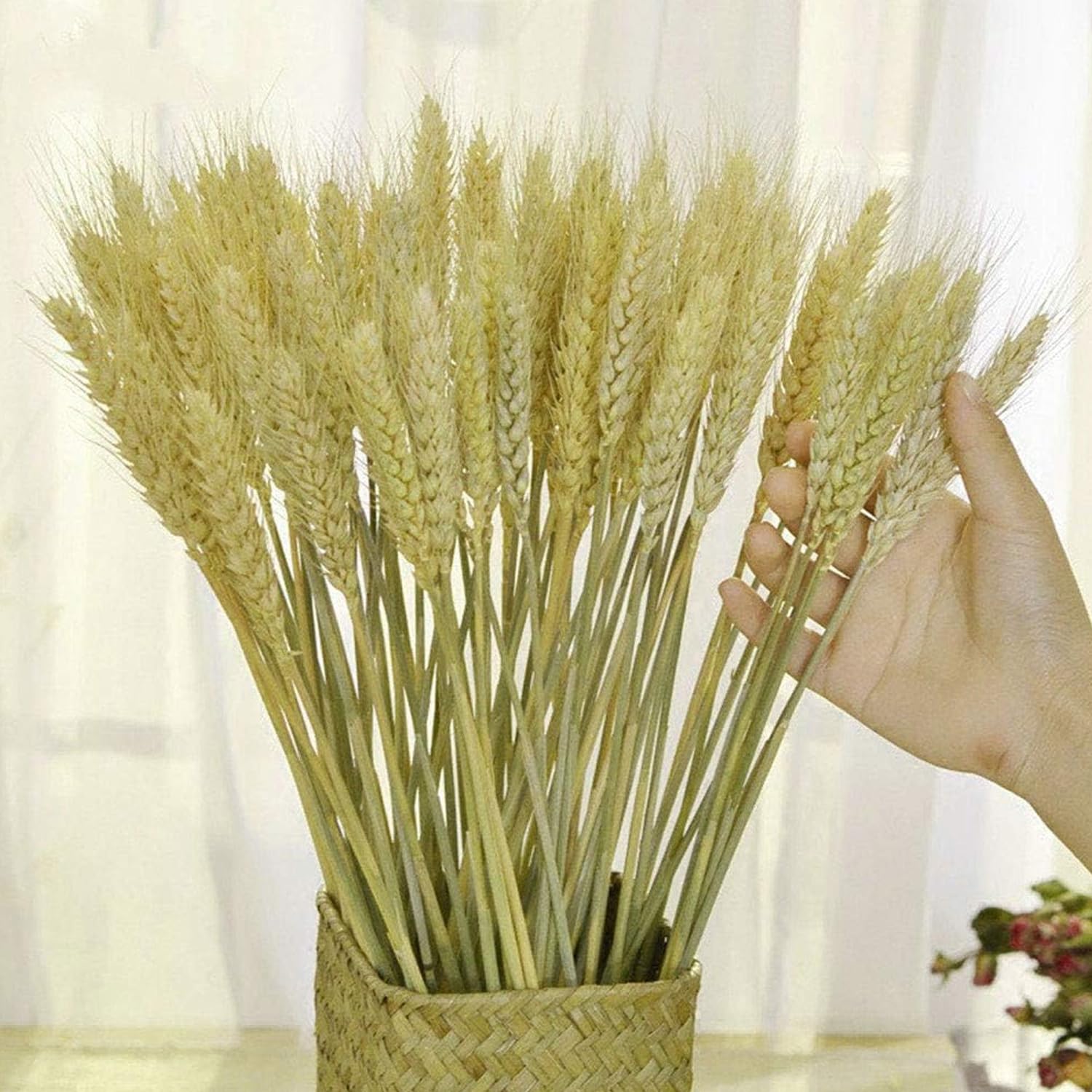 KASTWAVEDried Wheat Sheaves 120 Fall Stems 16 Inch, Natural Wheat Stalks Bundle Fall Arrangement for DIY Craft, Wheat Decor Home Table, Fall Wedding Decorations