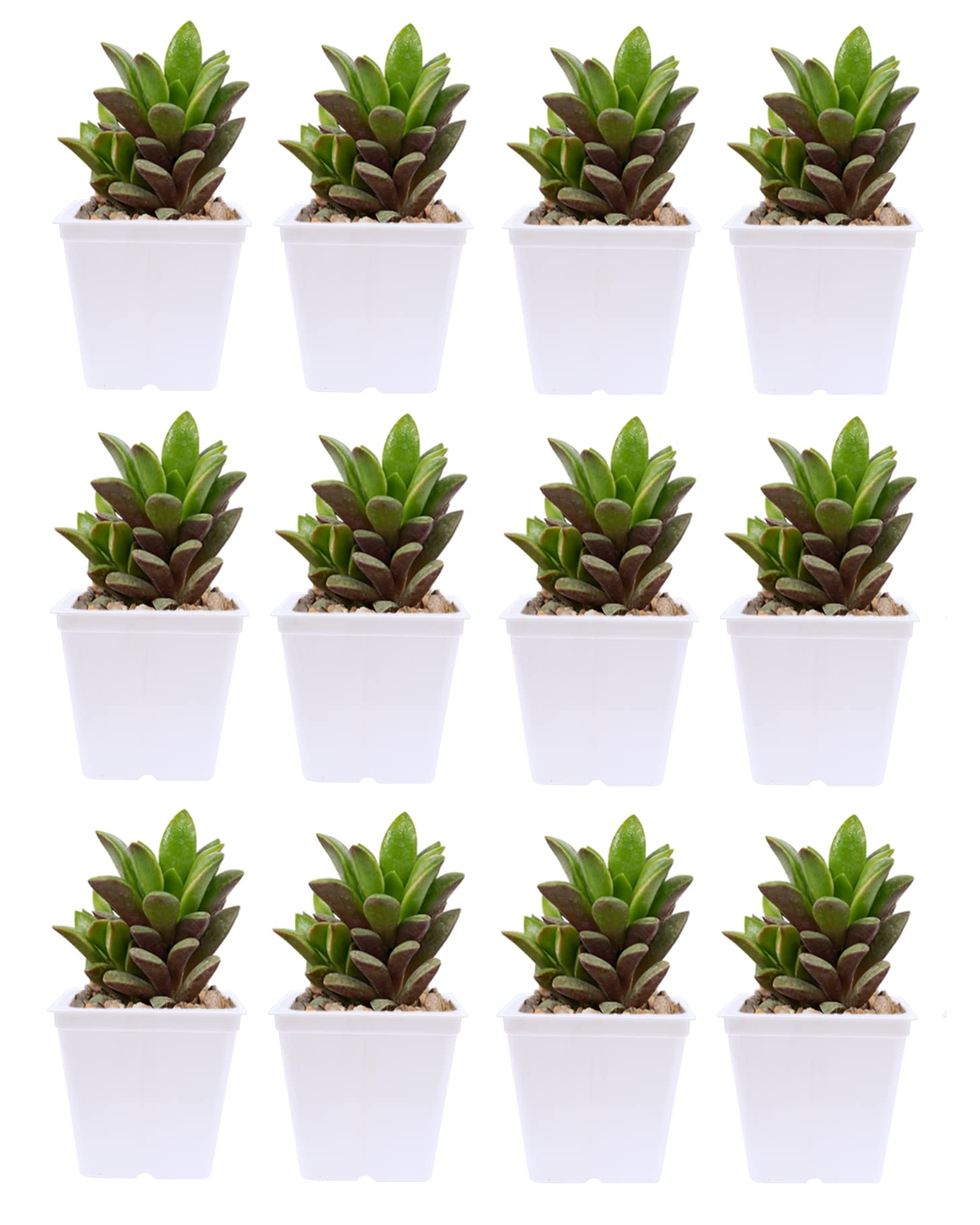 See full amazon price history chart for KWEL Square Nursery Pot 5inch Plastic White Color (Pack of 12) KWEL Square Nursery Pot 5inch Plastic White Color (Pack of 12) (B0BRTTLRP3) Amazon Price History, Amazon Price Tracker