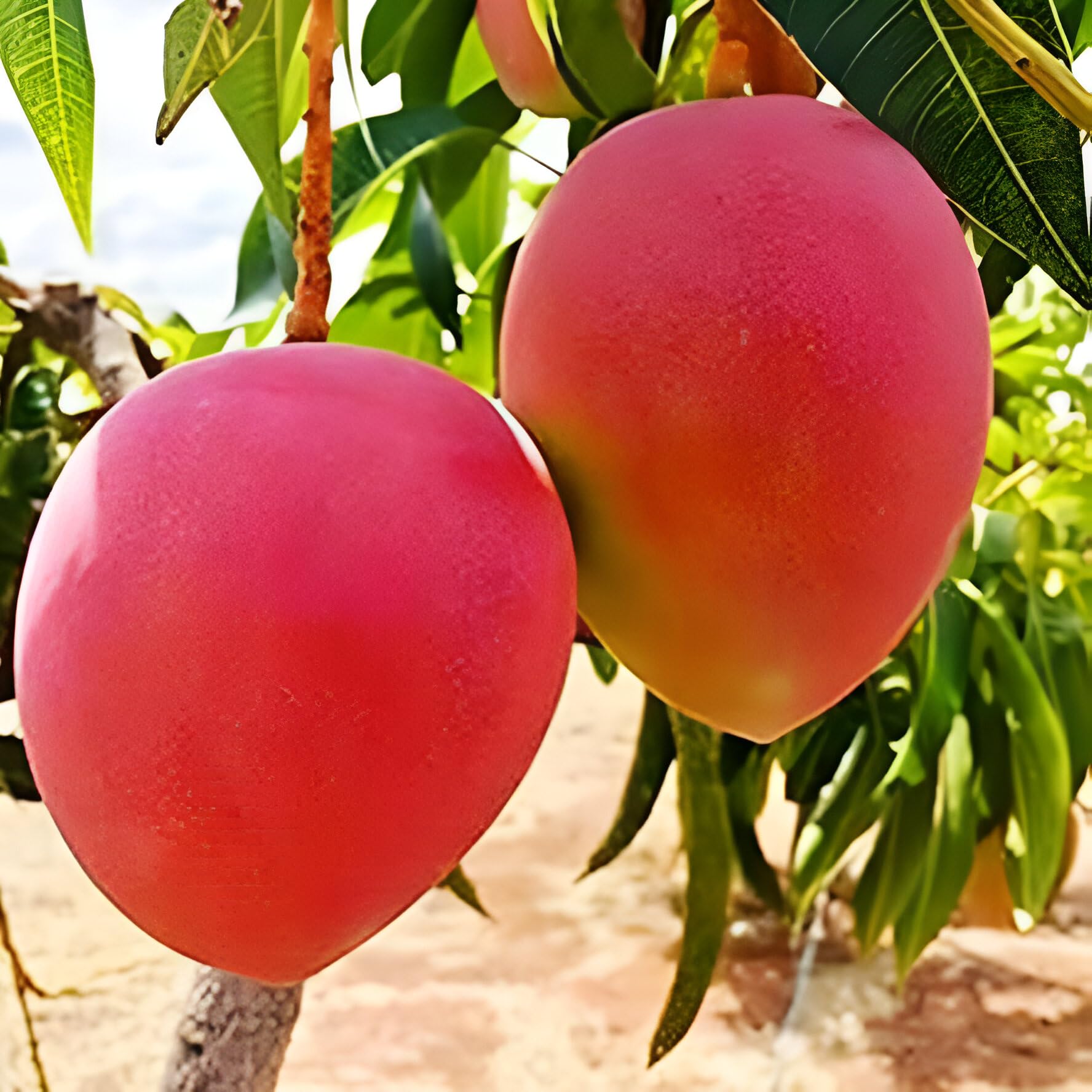 SEILOZBUNIA FARM- "ORIGINAL JAPANESE MIYAZAKI MANGO"Grafted hybrid Healthy Live plant,Pack of 1 (Plant-1.5 to 2 Feet Height) Healthy Fruit Plant For Home Garden Plants Tree (B0CWNWKS3L) Amazon Price History, Amazon Price Tracker