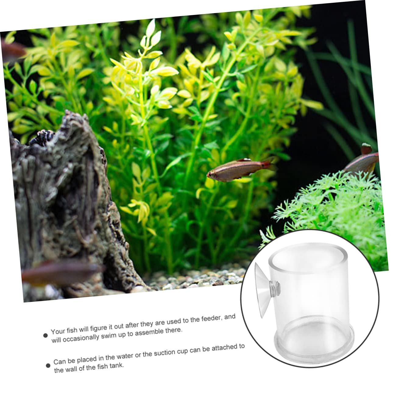 BESPORTBLE 5stücke Futterring Für Aquarien Futterring Für Fisch Und Garnelenfütterung Geeignet Für Süß Und Salzwasser Langlebig Aus Sicherem Acryl Vermeidet Futterverschwendung Und