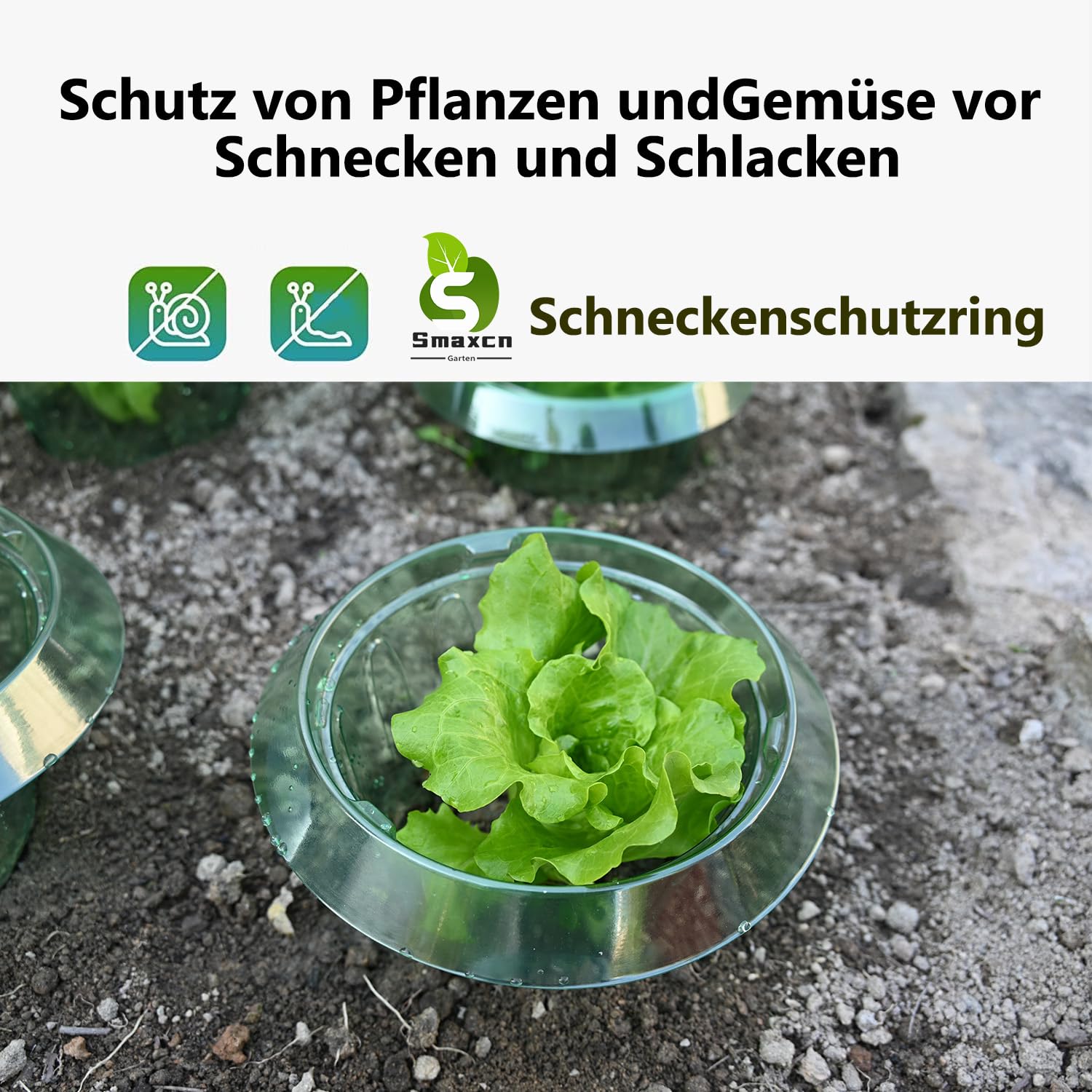 Schneckenkragen； Neueste Mittelgroßer Schneckenschutzring,Schneckenschutz Kann Ergänzung zum Pflanzenhut um einen Minitreibhaus zu kreieren.