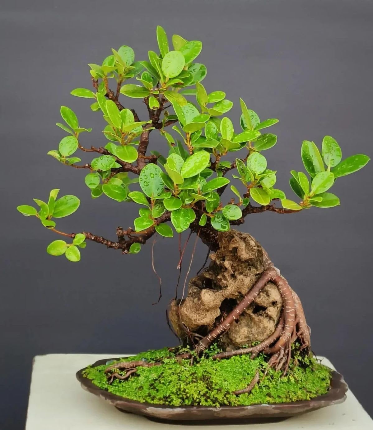 China bot Plant for Home Indoor Live Plant- Ficus Tree marri baniyan - china banyan tree-Indoor Plants for Living Room|| live plant without pot, Pack of -1LOVING POOL 1-image-26