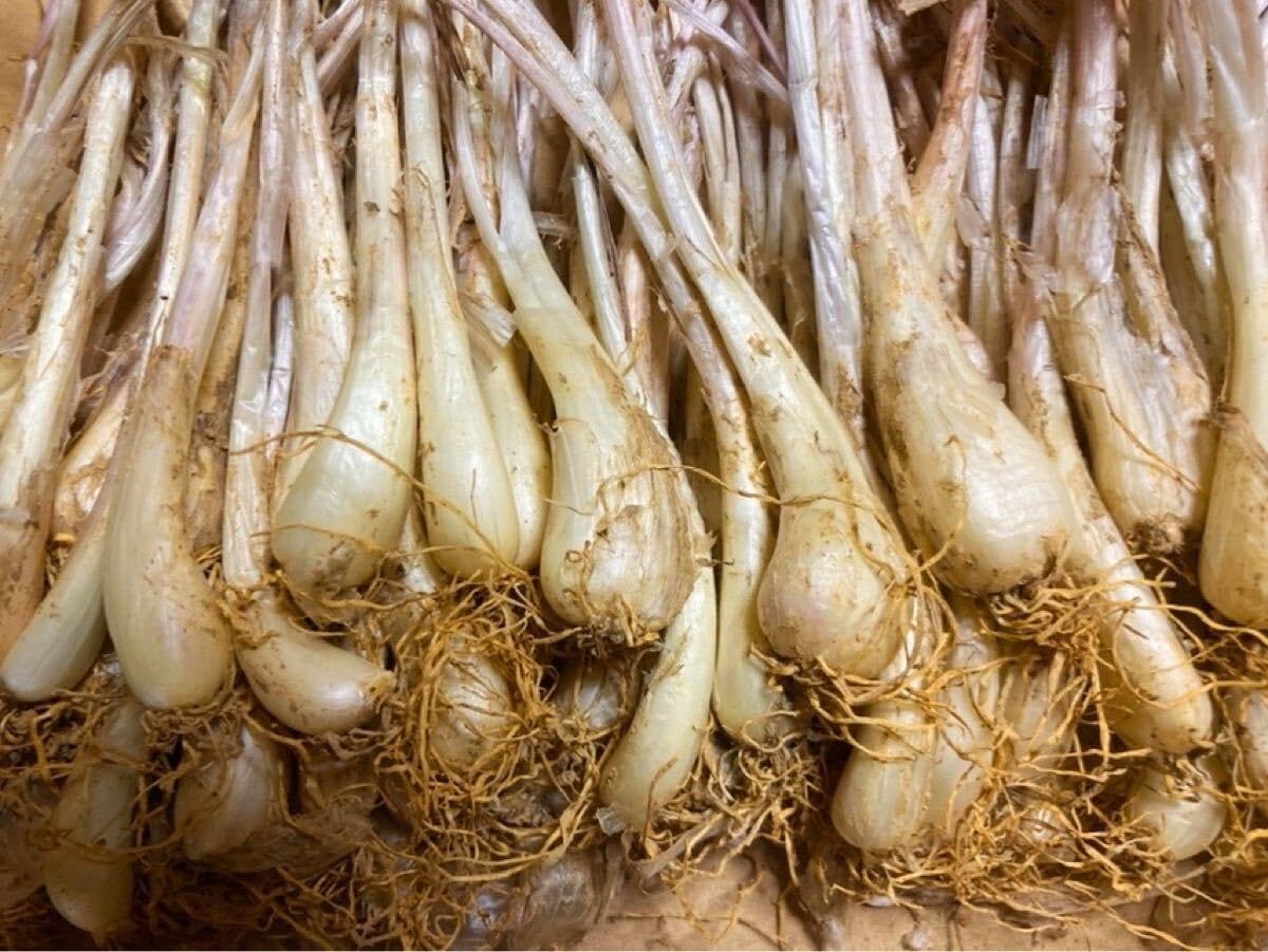 直売所コスパ最強〉沖縄県産Kおばーの島らっきょう 約8kg【常温便