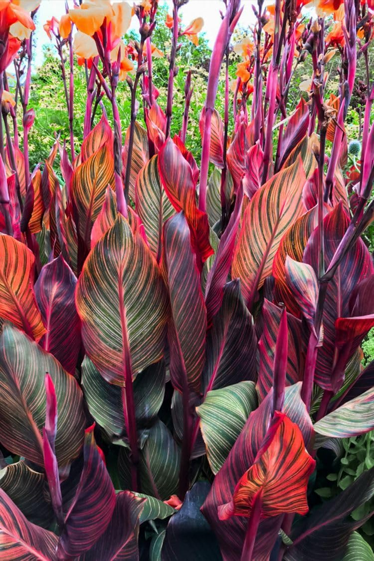 Rare Canna Lily for Planting UK, Hardy Perennial, Excellent Display, Mix Greening Flower, Natural Organic, Wedding, Balcony Garden-3 Bulbs-A