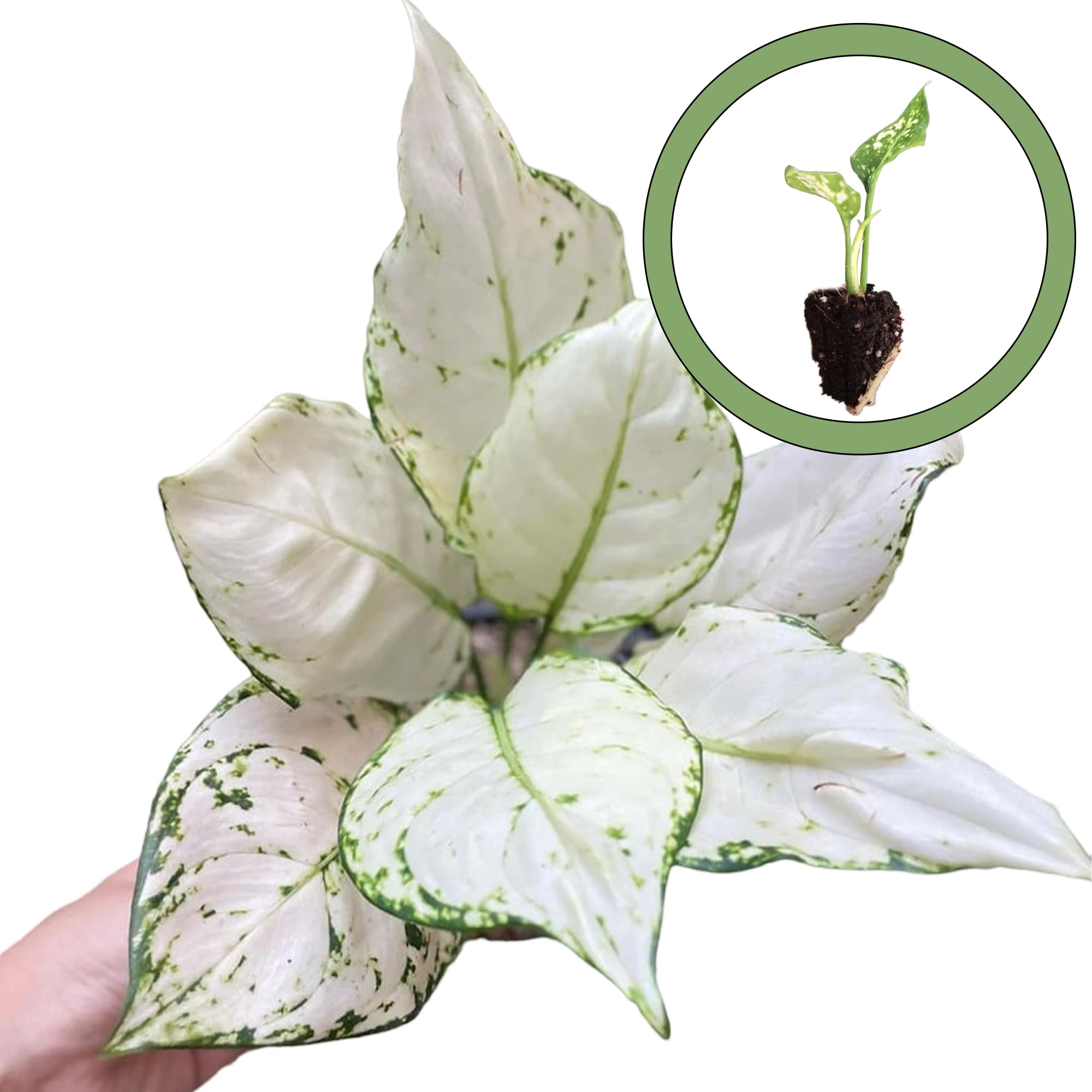 Generic Aglaonema Super White Starter Plant, Natural