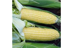 Grow with Bodacious Sweet Corn Seeds for an Abundant Garden