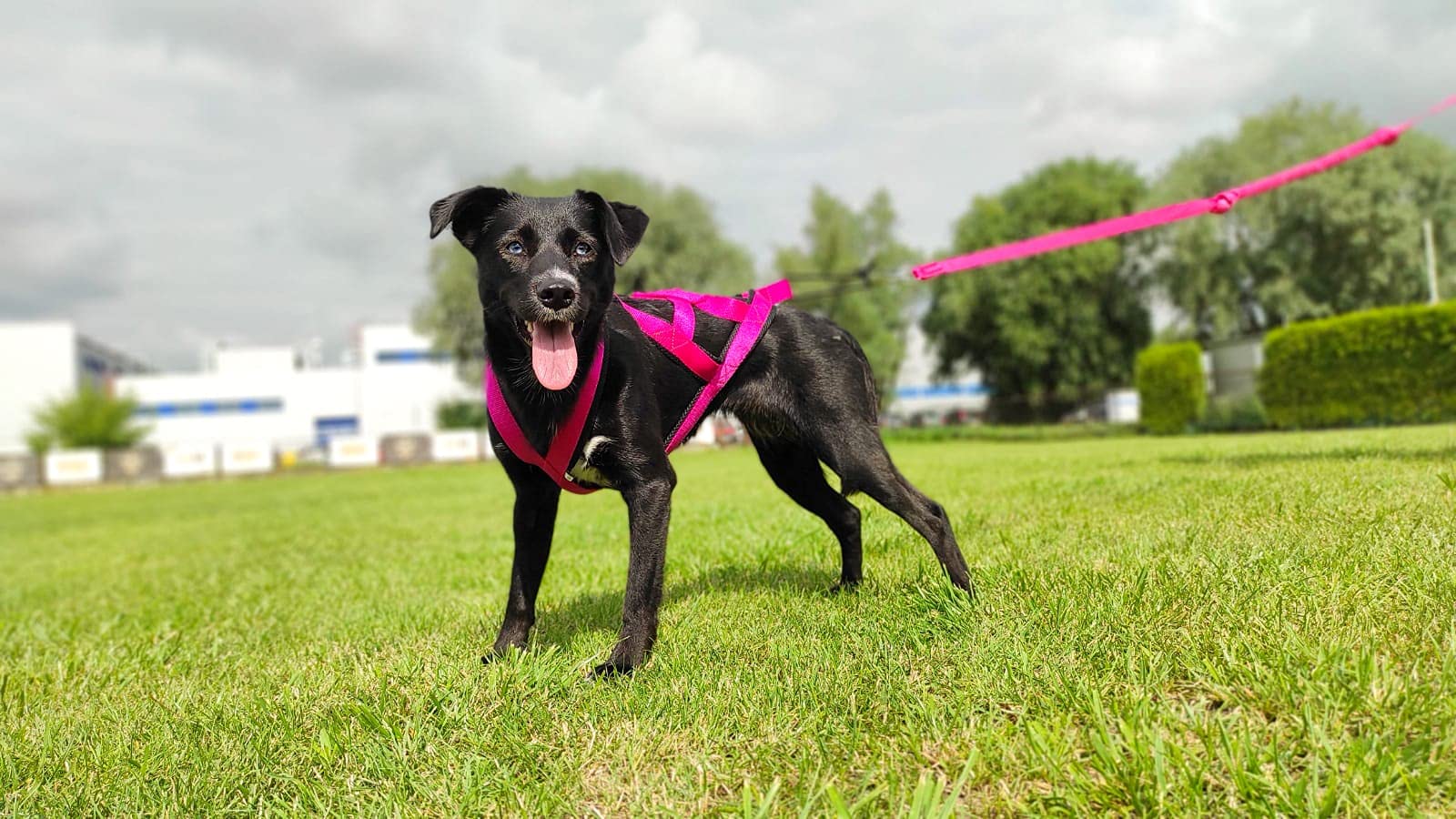 Dingo 15060 - Arnés para perros SLED, talla XL, color rosa, arnés para bicicleta y esquí