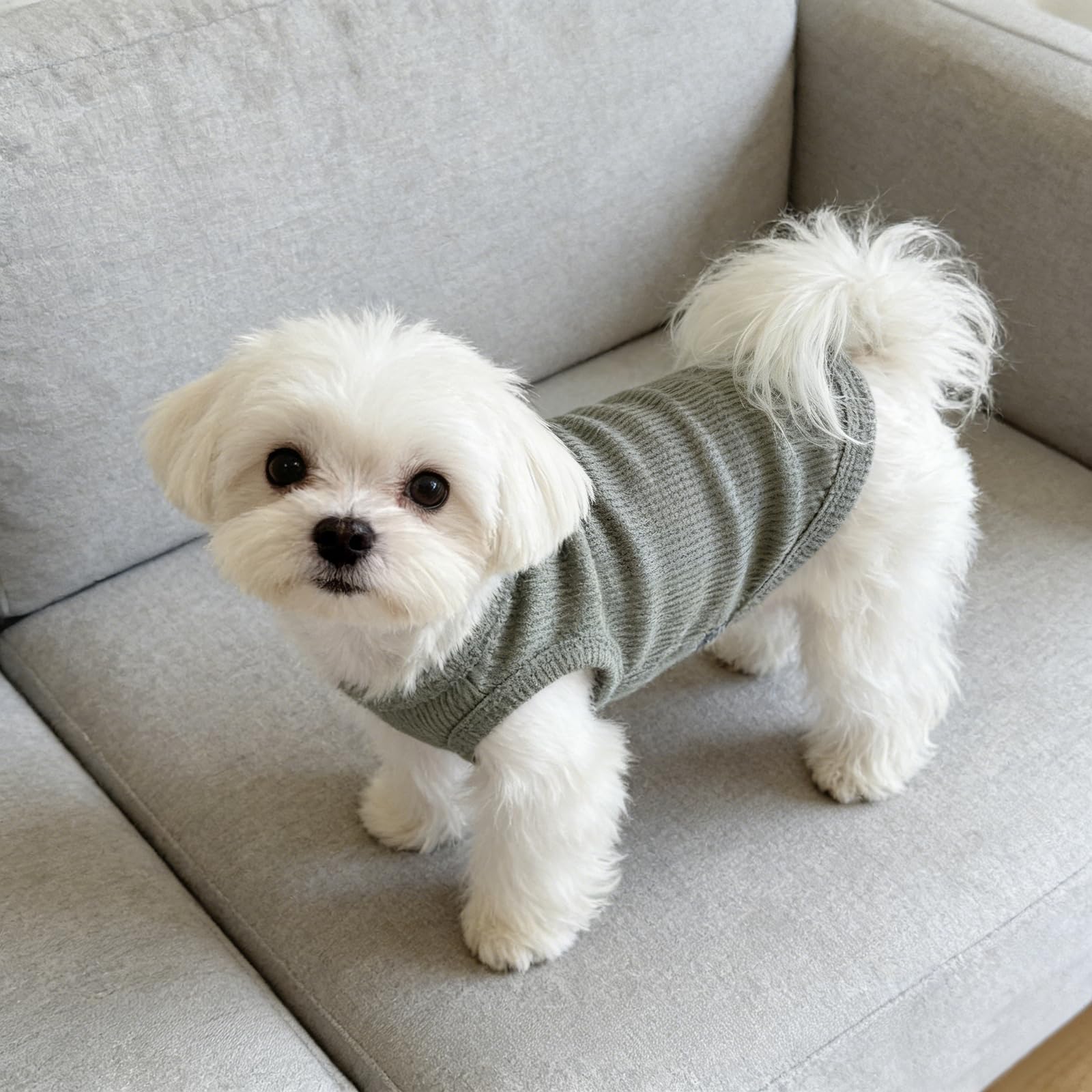 Vêtements pour Chiens, Chemise Respirante D'été, Body Chien Post Operatoire Male Doux Body Chien Post Operatoire Femelle sans Manches pour Chiens et Chats de Petite,Vert (M)