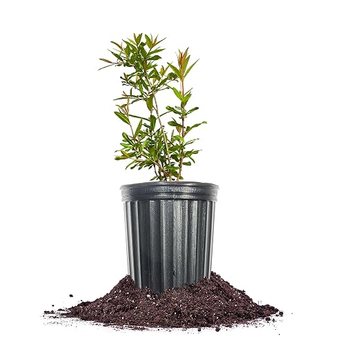Perfect Plants Parfianka Pomegranate Tree in 1 Gallon Pot |
